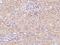 TyrRS antibody, 204040-T08, Sino Biological, Immunohistochemistry frozen image 