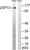 Ubiquitin Specific Peptidase 13 antibody, TA312123, Origene, Western Blot image 