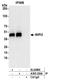 WD Repeat Domain, Phosphoinositide Interacting 2 antibody, A305-324A, Bethyl Labs, Immunoprecipitation image 