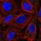 ITPRIP Like 2 antibody, PA5-65323, Invitrogen Antibodies, Immunofluorescence image 