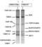 FA Complementation Group A antibody, PA5-22986, Invitrogen Antibodies, Western Blot image 