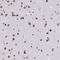 Lamin B2 antibody, NBP2-48882, Novus Biologicals, Immunohistochemistry frozen image 