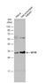 Nuclear Transcription Factor Y Subunit Beta antibody, NBP2-19535, Novus Biologicals, Western Blot image 