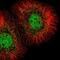 Mediator Complex Subunit 23 antibody, NBP2-56372, Novus Biologicals, Immunofluorescence image 
