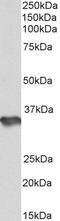 Heparan Sulfate-Glucosamine 3-Sulfotransferase 1 antibody, PA5-37915, Invitrogen Antibodies, Western Blot image 