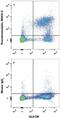 Thrombomodulin antibody, MAB3947-100, R&D Systems, Flow Cytometry image 