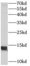 RNA Polymerase III Subunit K antibody, FNab06634, FineTest, Western Blot image 