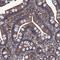 Rho GTPase Activating Protein 11A antibody, NBP1-93657, Novus Biologicals, Immunohistochemistry paraffin image 
