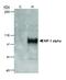 HIF1-alpha antibody, NB100-105H, Novus Biologicals, Western Blot image 