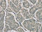 RNS3 antibody, CSB-PA367981, Cusabio, Immunohistochemistry paraffin image 