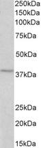 Melanocortin 4 Receptor antibody, LS-C186542, Lifespan Biosciences, Western Blot image 