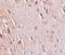 WIZ Zinc Finger antibody, NBP1-76515, Novus Biologicals, Immunohistochemistry paraffin image 