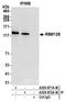 RNA Binding Motif Protein 12B antibody, A305-872A-M, Bethyl Labs, Immunoprecipitation image 