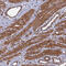 Tensin-1 antibody, HPA036090, Atlas Antibodies, Immunohistochemistry frozen image 