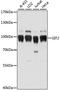 GIT ArfGAP 2 antibody, A15368, ABclonal Technology, Western Blot image 