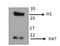 H1 Histone Family Member 0 antibody, orb10806, Biorbyt, Immunohistochemistry paraffin image 