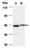 SMAD2 antibody, orb66732, Biorbyt, Western Blot image 