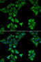 CD177 Molecule antibody, STJ28633, St John