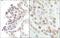 Actin Like 6A antibody, NB100-61628, Novus Biologicals, Immunohistochemistry frozen image 