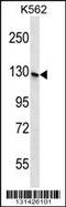 SH3 Domain And Tetratricopeptide Repeats 1 antibody, 56-519, ProSci, Western Blot image 