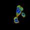 Emerin antibody, NBP2-52460, Novus Biologicals, Immunofluorescence image 