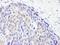 Tet Methylcytosine Dioxygenase 2 antibody, NBP2-32104, Novus Biologicals, Immunohistochemistry frozen image 