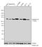 Cx36 antibody, 710663, Invitrogen Antibodies, Western Blot image 