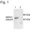 Gamma-Aminobutyric Acid Type A Receptor Alpha1 Subunit antibody, PA1-4658, Invitrogen Antibodies, Western Blot image 