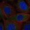 Coiled-Coil Domain Containing 9 antibody, NBP2-58001, Novus Biologicals, Immunofluorescence image 