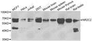 Nuclear Receptor Subfamily 2 Group C Member 2 antibody, A6422, ABclonal Technology, Western Blot image 