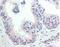 Cholecystokinin B Receptor antibody, orb107515, Biorbyt, Immunohistochemistry paraffin image 