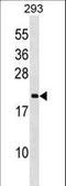 Peptidylprolyl Isomerase Like 3 antibody, LS-C163905, Lifespan Biosciences, Western Blot image 