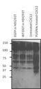 O-Linked N-Acetylglucosamine (GlcNAc) Transferase antibody, MA1-040, Invitrogen Antibodies, Western Blot image 