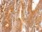 Lectin, Mannose Binding 1 antibody, PA5-30081, Invitrogen Antibodies, Immunohistochemistry frozen image 