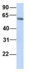 GTP Binding Protein 2 antibody, GTX46998, GeneTex, Western Blot image 