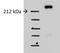 Spectrin Alpha, Non-Erythrocytic 1 antibody, NBP1-53093, Novus Biologicals, Western Blot image 