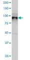 SIX Homeobox 4 antibody, H00051804-M07, Novus Biologicals, Western Blot image 