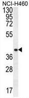 Putative cyclin-Y-like protein 3 antibody, AP50825PU-N, Origene, Western Blot image 