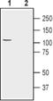 ATPase Na+/K+ Transporting Subunit Alpha 2 antibody, PA5-77512, Invitrogen Antibodies, Western Blot image 