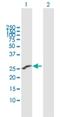 Immunoglobulin Superfamily Member 6 antibody, H00010261-B01P, Novus Biologicals, Western Blot image 