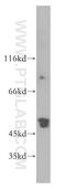 Reticulocalbin 2 antibody, 10193-2-AP, Proteintech Group, Western Blot image 