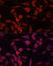 Alpha-1-antitrypsin antibody, 13-463, ProSci, Immunofluorescence image 