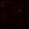 Sirtuin 1 antibody, 5765, ProSci, Immunofluorescence image 