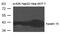 Keratin 19 antibody, 79-718, ProSci, Western Blot image 