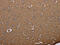 Aquaporin 4 antibody, CSB-PA905782, Cusabio, Immunohistochemistry paraffin image 