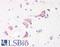 Ribosomal Protein S19 antibody, LS-C55422, Lifespan Biosciences, Immunohistochemistry paraffin image 