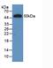 Interferon Lambda 2 antibody, abx131936, Abbexa, Western Blot image 