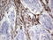 Nuclear Receptor Subfamily 0 Group B Member 1 antibody, LS-C339430, Lifespan Biosciences, Immunohistochemistry frozen image 