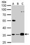 Growth Arrest Specific 2 Like 1 antibody, TA308095, Origene, Western Blot image 