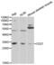 CD27 Molecule antibody, abx001588, Abbexa, Western Blot image 